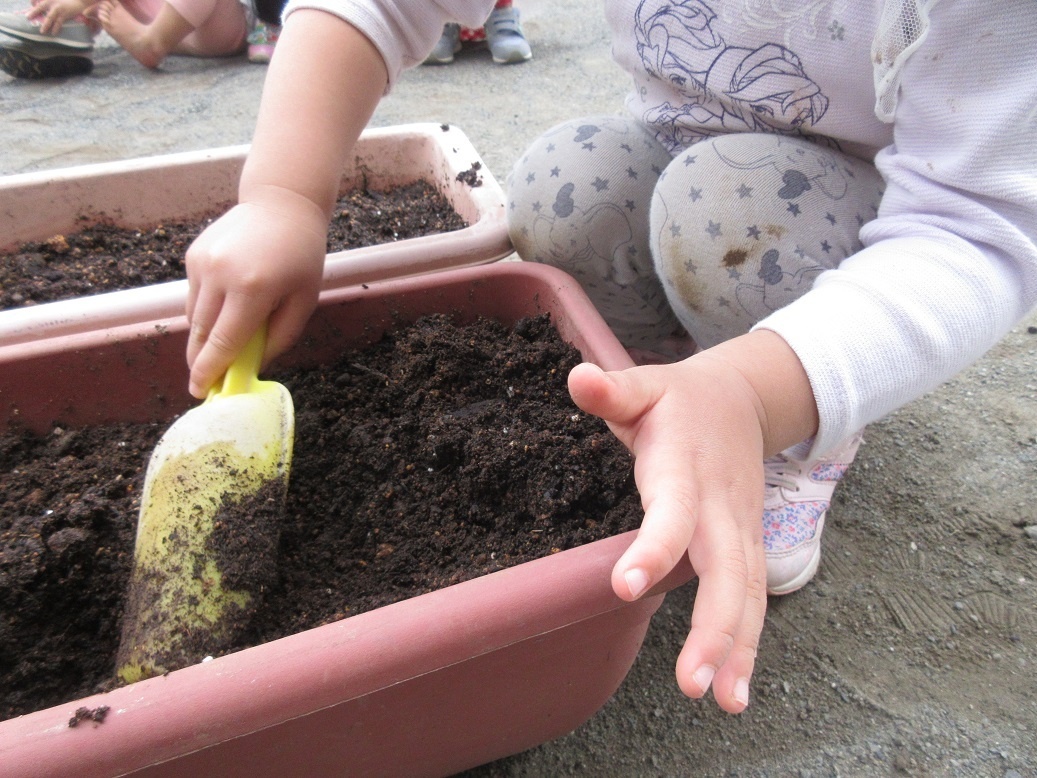 花の栽培 始めました ぞうぐみ ２歳児